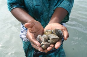 Cockles collected in Bweleo Activity