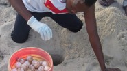 Mgaza reloacating sea turtle eggs