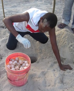 Mgaza reloacating sea turtle eggs