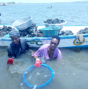 two people wading in chest-high water harvest oysters