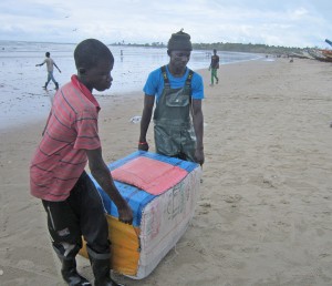 Gambian sole fishermen landing with iced sole