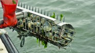 Harvesting quahogs in the waters off Rhode Island.